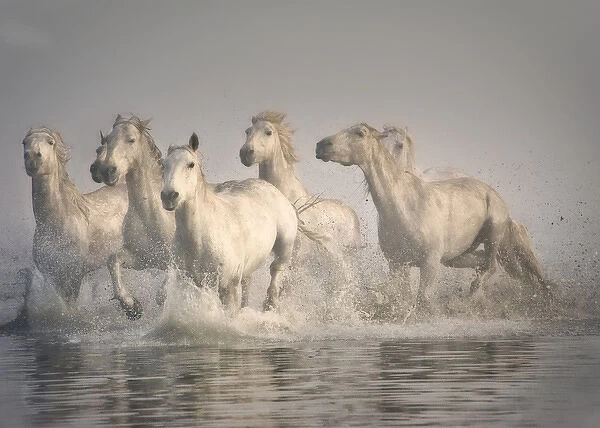 Horse galloping in the Mediterranean water, Camargue, France