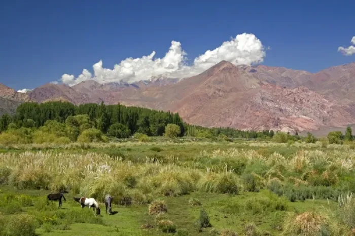 Framed Print : Horse graze in front of the Andes Mountain Range near Upsallata, Argentina Framed Print : Horse graze in front of the Andes Mountain Range near Upsallata, Argentina