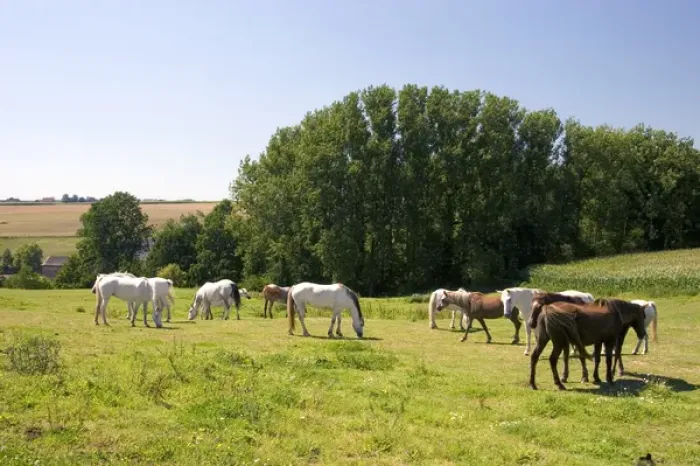 Framed Print : Horse graze in the french countryside near Vervins in the region of Picardie, France Framed Print : Horse graze in the french countryside near Vervins in the region of Picardie, France
