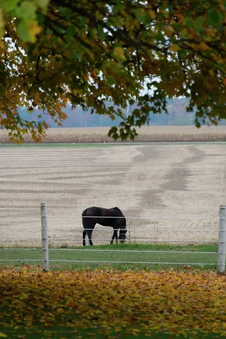 Framed Print : Horse grazing in empty field in Amish country in the autumn