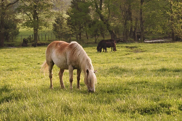 Horse grazing in meadow, Cades Cove, Great Smoky Mountains N. P. TN