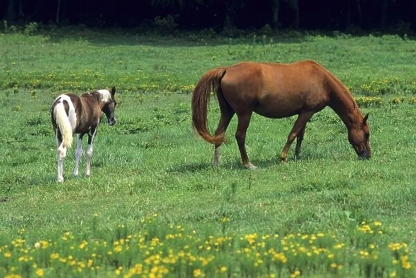 Horse grazing in pasture with colt