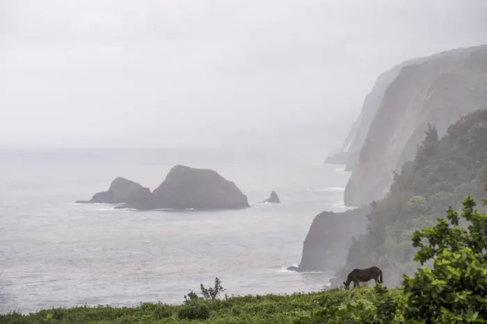 Framed Print : Horse grazing along the Pololu Valley Lookout, Hamakua Coast, The Big Island, Hawaii, USA Framed Print : Horse grazing along the Pololu Valley Lookout, Hamakua Coast, The Big Island, Hawaii, USA