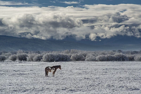 Horse grazing in winter with Bighole Mountains in the distance, Teton Valley, Idaho