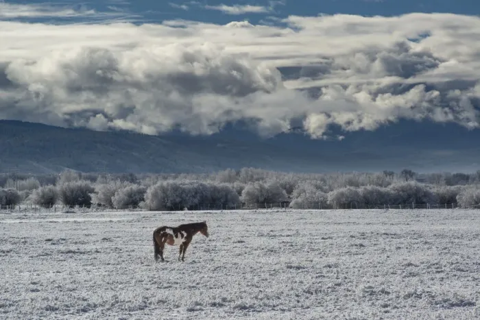 Framed Print : Horse grazing in winter with Bighole Mountains in the distance, Teton Valley, Idaho Framed Print : Horse grazing in winter with Bighole Mountains in the distance, Teton Valley, Idaho