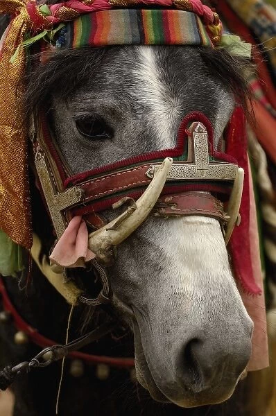 Horse at the Horse Racing Festival or Heavenly Steed Festival. Zhongdian