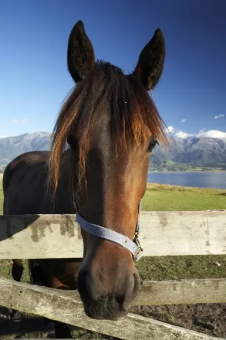 Framed Print : Horse, Kaikoura, Marlborough, South Island, New Zealand Framed Print : Horse, Kaikoura, Marlborough, South Island, New Zealand
