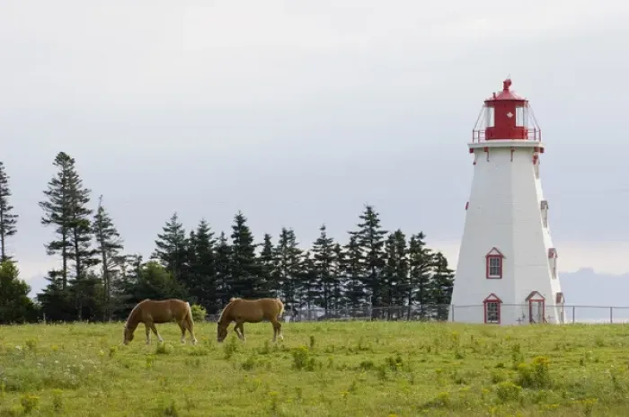 Framed Print : Horse Pasture and Panmure Head Lighthouse, Prince Edward Island, Canada
