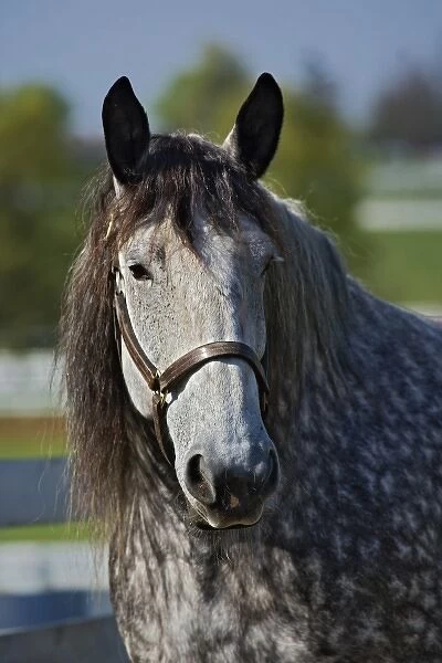 Horse portrait, Kentucky Horse Park, Lexington, Kentucky