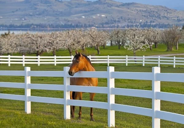 Horse poses by Flathead Cherry orchard near Polson, Montana, USA
