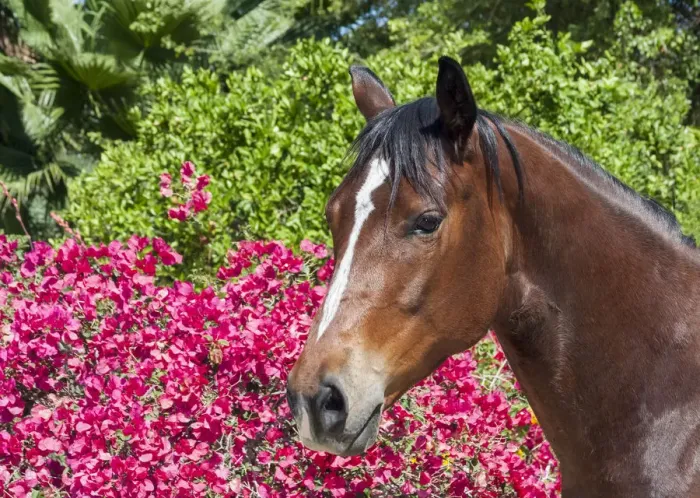 Framed Print : Horse posing Framed Print : Horse posing