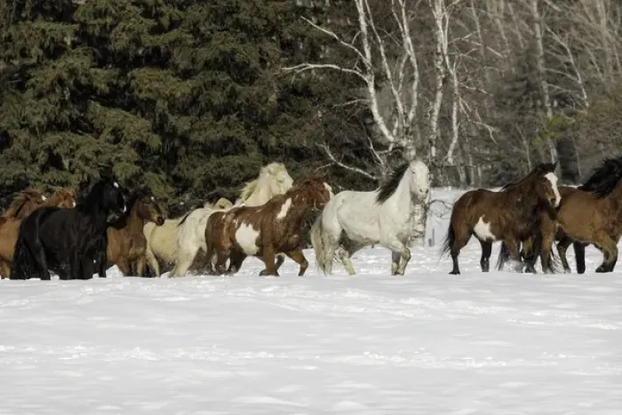 Framed Print : Horse roundup in winter, Kalispell, Montana Equus ferus caballus
