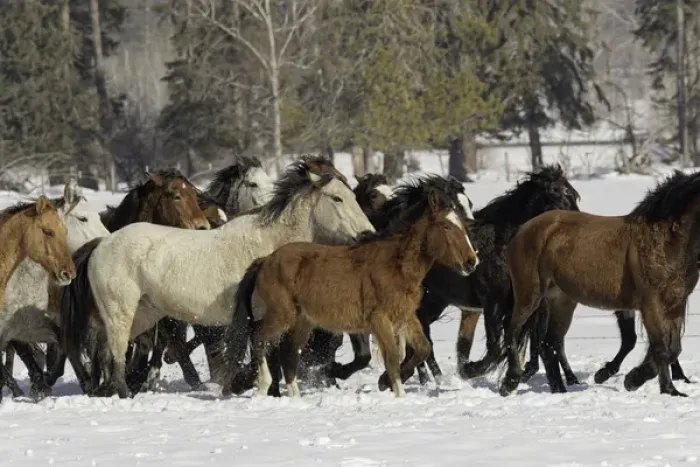 Framed Print : Horse roundup in winter, Kalispell, Montana Equus ferus caballus Framed Print : Horse roundup in winter, Kalispell, Montana Equus ferus caballus