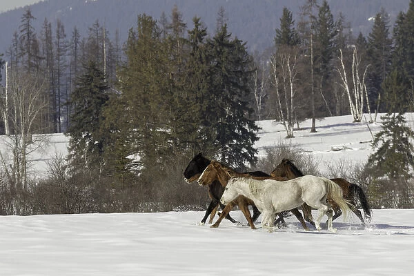 Horse roundup in winter, Kalispell, Montana Equus ferus caballus
