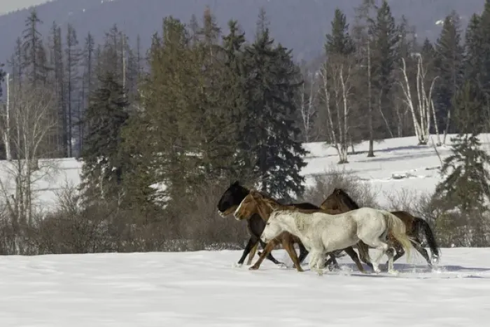 Framed Print : Horse roundup in winter, Kalispell, Montana Equus ferus caballus Framed Print : Horse roundup in winter, Kalispell, Montana Equus ferus caballus