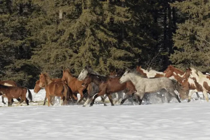 Framed Print : Horse roundup in winter, Kalispell, Montana Equus ferus caballus