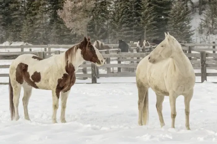Framed Print : Horse roundup in winter, Kalispell, Montana Equus ferus caballus Framed Print : Horse roundup in winter, Kalispell, Montana Equus ferus caballus