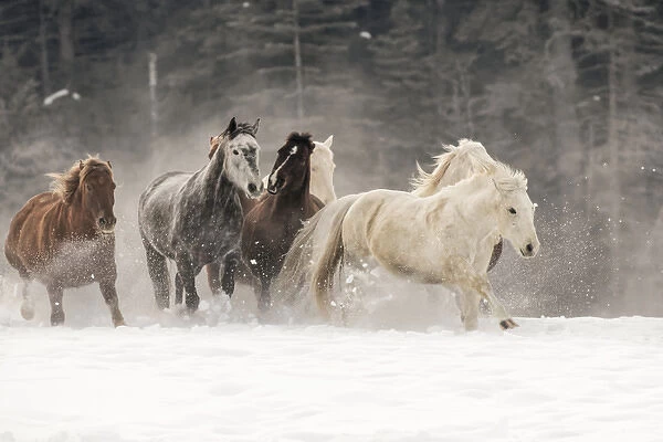 Horse roundup in winter, Kalispell, Montana Equus ferus caballus