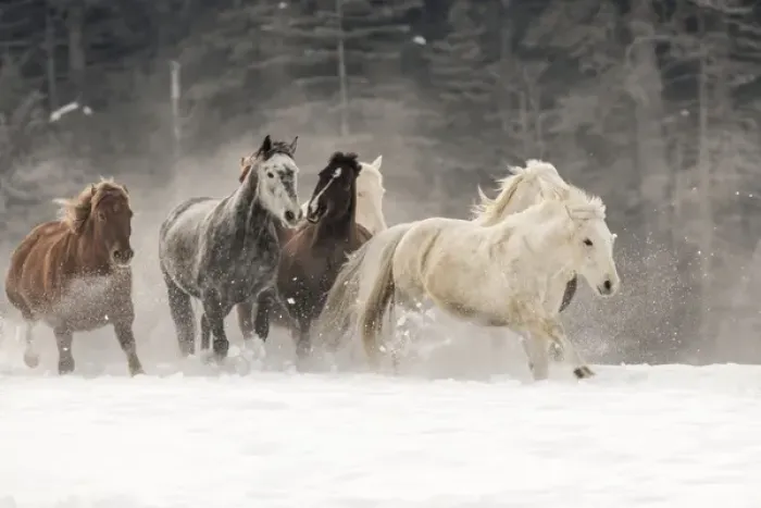 Framed Print : Horse roundup in winter, Kalispell, Montana Equus ferus caballus Framed Print : Horse roundup in winter, Kalispell, Montana Equus ferus caballus