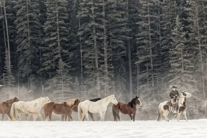 Framed Print : Horse roundup in winter, Kalispell, Montana Equus ferus caballus Framed Print : Horse roundup in winter, Kalispell, Montana Equus ferus caballus