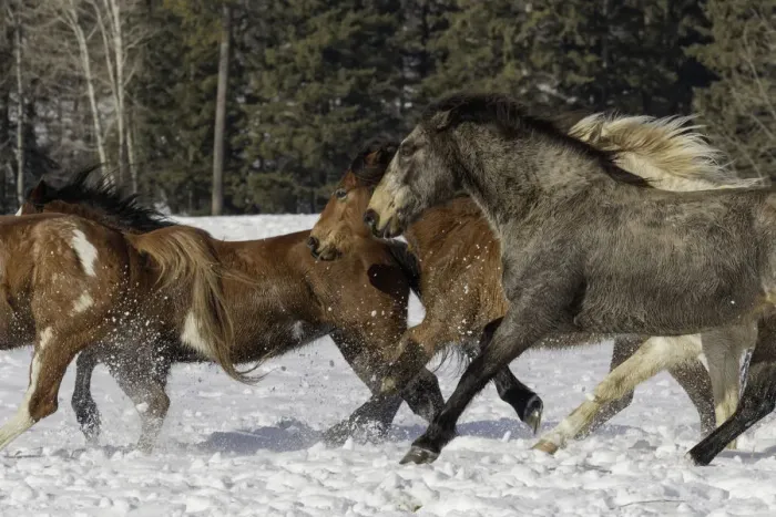 Framed Print : Horse roundup in winter, Kalispell, Montana Equus ferus caballus