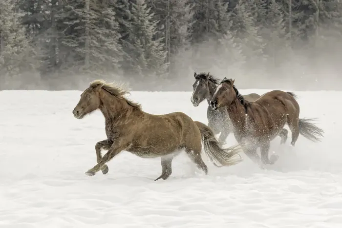 Framed Print : Horse roundup in winter, Kalispell, Montana Equus ferus caballus Framed Print : Horse roundup in winter, Kalispell, Montana Equus ferus caballus