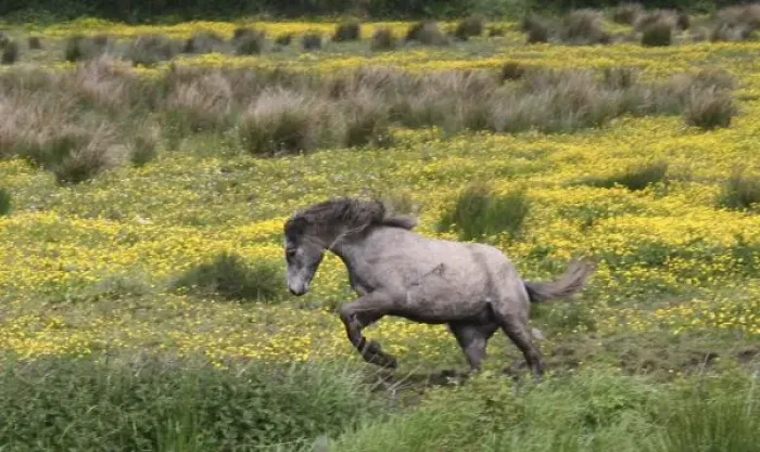Framed Print : A horse running Framed Print : A horse running