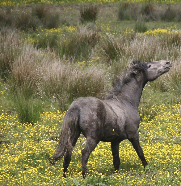 A horse, shaking his mane, in a field of yellow wildflowers in the Irish counrtyside