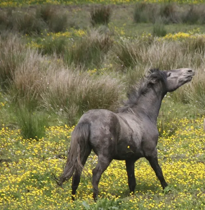 Framed Print : A horse, shaking his mane, in a field of yellow wildflowers in the Irish counrtyside Framed Print : A horse, shaking his mane, in a field of yellow wildflowers in the Irish counrtyside