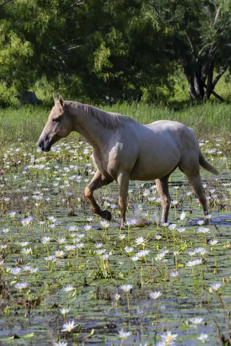 Framed Print : Horse wading in shallow pond Framed Print : Horse wading in shallow pond