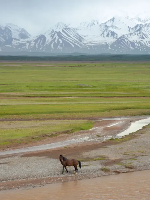 Framed Print : Horses in the Alay Valley and the Trans-Alay Range in the Pamir Mountains Framed Print : Horses in the Alay Valley and the Trans-Alay Range in the Pamir Mountains