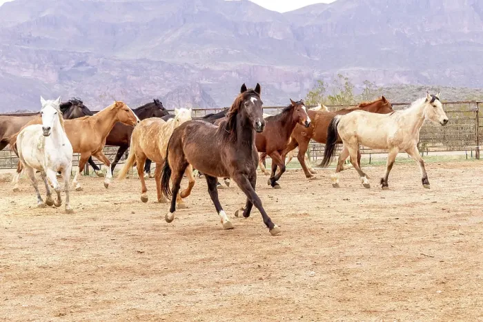 Framed Print : Horses in a corral on a ranch in Arizona Framed Print : Horses in a corral on a ranch in Arizona