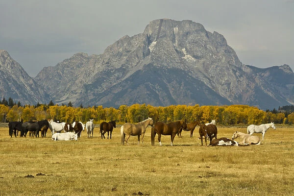horses, Elk Ranch Flats, Grand tetons, Grand Teton National Park, Wyoming, USA