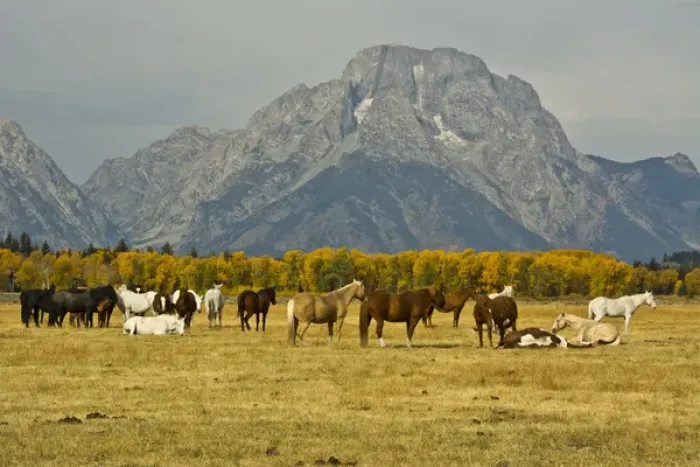 Framed Print : horses, Elk Ranch Flats, Grand tetons, Grand Teton National Park, Wyoming, USA