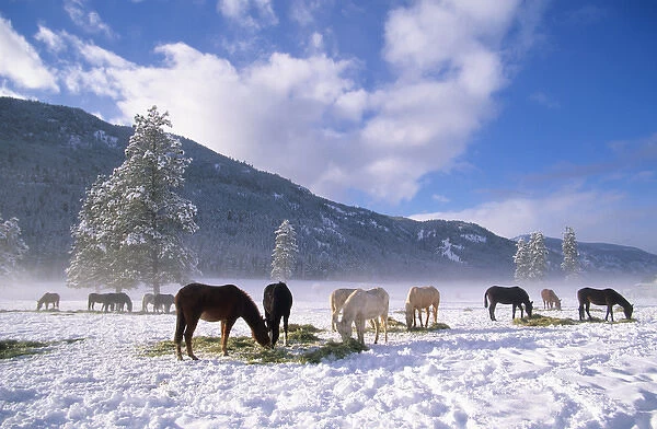 Horses feeding on hay in the winter snow, Methow Valley, Washington State, USA