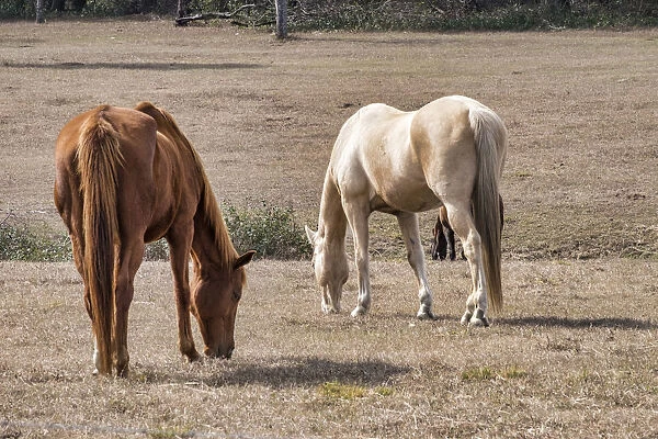 Two horses in a field, Deland, Florida, USA