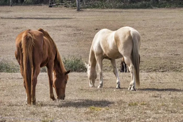Framed Print : Two horses in a field, Deland, Florida, USA Framed Print : Two horses in a field, Deland, Florida, USA