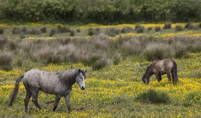 Framed Print : Two horses in a field of yellow wildflowers in the Irish counrtyside No People
