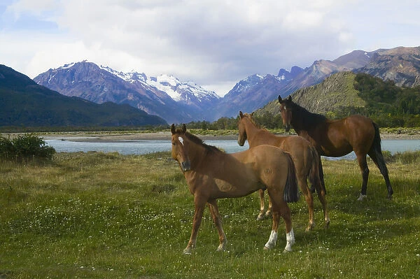 Horses graze on meadow by glacier water with valley behind, National Park Los Glaciares
