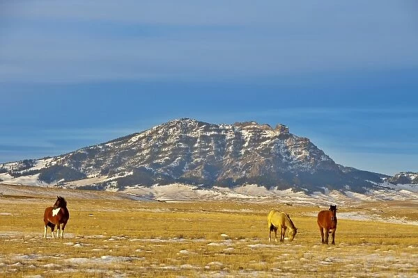 Horses graze by Mount Cecelia near Cascade, Montana