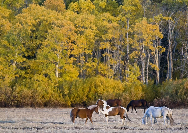 Horses graze in pasture just outside of Glacier National Park in Montana