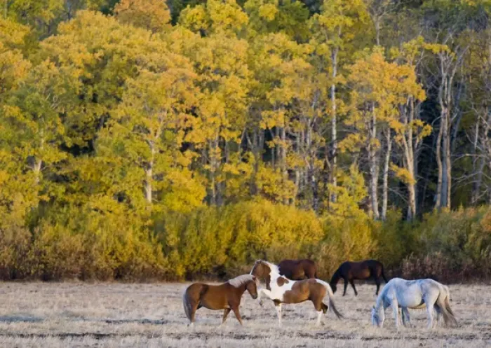 Framed Print : Horses graze in pasture just outside of Glacier National Park in Montana