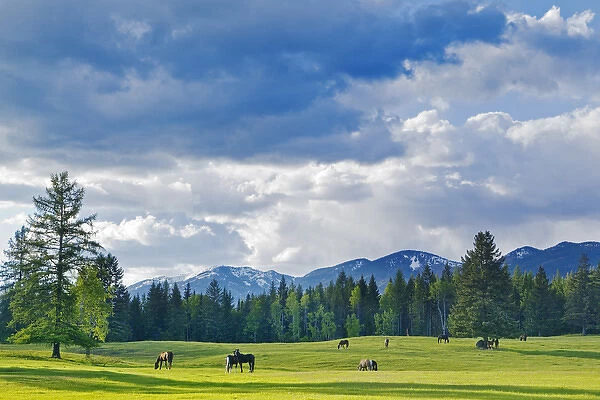 Horses graze in pasture near Whitefish, Montana, USA