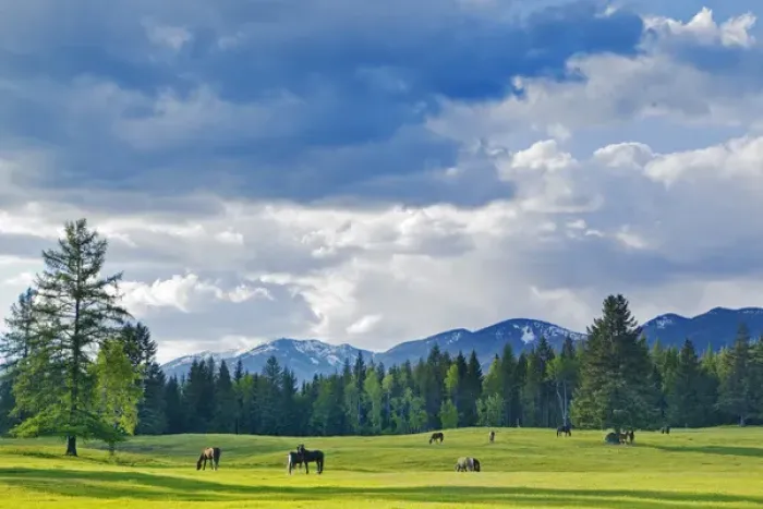 Framed Print : Horses graze in pasture near Whitefish, Montana, USA