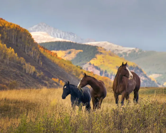 Framed Print : Horses grazing in the Fall in the Rocky Mountains near Crested Butte Framed Print : Horses grazing in the Fall in the Rocky Mountains near Crested Butte