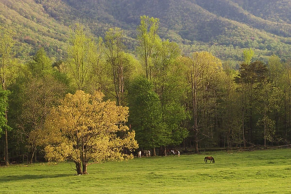 Horses grazing in meadow, Cades Cove, Great Smoky Mountains N. P. TN
