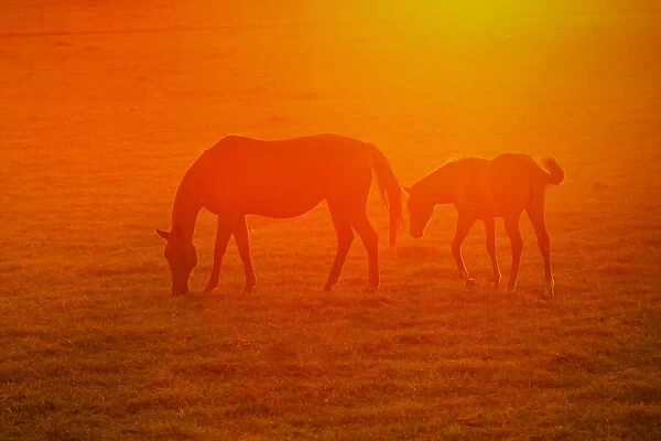 Horses grazing at sunset