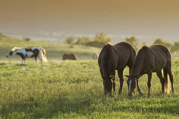 Horses grazing before sunset, Philmont Scout Ranch, Cimarron, NM