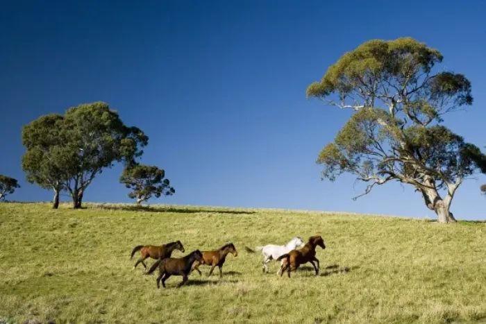Framed Print : Horses and Gum trees near Angaston, Barossa Valley, South Australia, Australia Framed Print : Horses and Gum trees near Angaston, Barossa Valley, South Australia, Australia