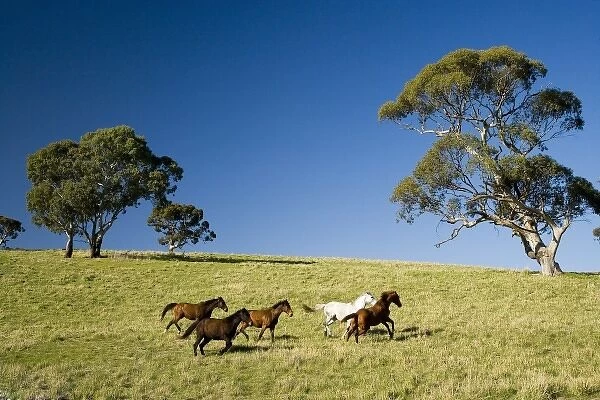 Horses and Gum trees near Angaston, Barossa Valley, South Australia, Australia